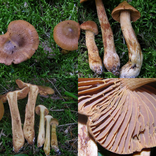 Cortinarius rubellus/C.orellanoides var. speciosissimus